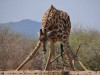 Matthias Hämmerle schickte ein Foto aus dem Madikwe Game Reserve im Norden Südafrikas. Das
Wasserloch gehört zur Bush House Lodge im Private Game Reserve und wird
regelmäßig von Elefanten, Giraffen, Affen und Warzenschweinen besucht. <br>© Matthias Hämmerle