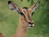 Anne Krämer aus Aachen schickte uns diese Aufnahme eines Impalas, die während einer Safari im Krüger-Park entstand. <br>© Anne Krämer