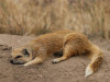 Björn-Ingmar Luz aus Mansfeld: Fuchs-Manguste in der Nähe von Nata in Botswana. <br>© Björn-Ingmar Luz