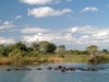 Hippos im Liwonde Nationalpark, Malawi. <br>© Ministry of Tourism, Wildlife and Culture, Malawi