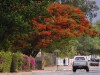 Blütenpracht in Tsumeb. <br>© Christian Heeb