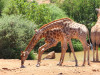 Wir können einen Besuch im Pilanesberg Nationalpark nur empfehlen. Ein kleines Restaurant mit einem Wasserloch laden zum Verweilen ein. Wenige Meter von uns entfernt haben Giraffen getrunken und wir haben gemütlich gefrühstückt. 

Helga und Lutz Büttner<br>© Helga u Lutz Büttner