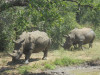 Monika und Frank Lehmann waren auf Safari in Swasiland und im iSimangaliso Park in Südafrika. <br>© Monika u Frank Lehmann