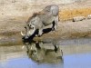 Walter Söte aus Bielefeld fotografierte ein Warzenschwein beim Trinken. <br>© Walter Söte