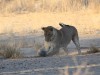 Stefan Sander aus Sehnde fotografierte im Kgalagadi Transfrontier Park Löwen beim Spielen mit einem Ball. <br>© Stefan Sander