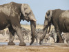 Wolfgang Körbl aus Brunn am Gebirge in Österreich: Elefanten im Etosha-Nationalpark. <br>© Wolfgang Körbl