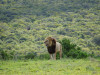 Stefanie Schulz aus Hamburg: Löwe im Addo Elephant Nationalpark in Südafrika. <br>© Stefanie Schulz