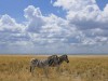 Zebras in der kargen Etosha-Pfanne. <br>© Christian Heeb