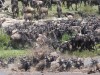 Petra Schwarzinger fotografierte mit ihrer Panasonic Lumix FZ 50 eine Herde Gnus bei der Überquerung des Mara River in Tansania. <br>© Petra Schwarzinger