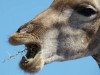 Jochen Oldach fotografierte in Namibias Etosha-Park eine Giraffe mit einer dornigen Mahlzeit. <br>© Jochen Oldach