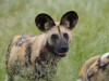 Heinz und Bärbel Kube aus Paderborn: Wildhund im Moremi Game Reserve. <br>© Heinz und Bärbel Kube