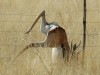 Georg Litsche fotografierte diesen Springbock im Khomashochland in Namibia. Das Tier blieb mit einem Fuß im Zaun hängen, der Leser konnte es aber befreien. <br>© Goerg Litsche