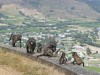 Paviane an der Mountain Pass Road bei Franschhoek.<br>© Christian Heeb