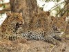 Gabriele und Richard Kufeld sind begeistert von Sambia: So entdeckten wir im Kafue-Nationalpark Musanza-Camps eine Leopardin mit zwei Jungen, die wir allein und ohne andere Fotografenkonkurrenz aus wenigen Metern Abstand ausführlich beobachten konnten.  <br>© Gabriele und Richard Kufeld