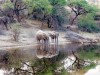 Matthias Alter fotografierte mit einer Canon EOS 50D eine Gruppe von Elefanten, die im Boteti River in Botswana ihren Durst löschen.
<br>© Matthias Alter