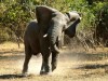 Wildlife in Malawi. <br>© Ministry of Tourism, Wildlife and Culture, Malawi