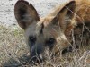 Die Wildhunde waren überhaupt nicht scheu und haben direkt neben dem Wagen
gelegen. Ich fahre schon länger nach Namibia und Botswana, aber erst in den letzten zwei
Jahren haben wir Wildhunde gesehen, schrieb uns Leserin Diana Labude. <br>© Diana Labude