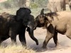 Hobbyfotograf Emil Antony schickte uns diese Aufnahme, die in Namibia entstand. <br>© Emil Antony