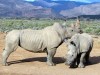 Andreas Birlenbach schrieb zu seinem Bild: Der ausgewachsene Nashornbulle und das noch junge Weibchen sind im Inverdoorn-Reservat zuhause.
Er bedrängte das junge Weibchen immer wieder unter kritischer Beobachtung der Mutter. Wenn es dieser zu bunt wurde, vertrieb sie ihn mit lautem Geschnaufe und Scheinangriffen.<br>© Andreas Birlenbach