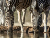 Eine Begegnung der besonderen Art erlebten wir am Fotografen-Hide der Mashatu Lodge. Auf Höhe der Wasseroberfläche ganz komfortabel im versenkten Container mit schussbereiter Kamera auf die durstigen Tiere zu warten, das war unglaublich spannend. 

Barbara Bethke <br>© Barbara Bethke 