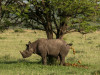 Im Norden der Serengeti hatten wir das seltene Glück, eine Black Rhino-Mutter mit Kind bei der Toiletten-Schulung zu beobachten. Mutter wies den Weg zur Buschtoilette und das Kleine folgte brav.  

Rolf Lorenz
<br>© Rolf Lorenz