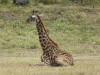 Ramona und Wilfried Kunert aus Meißen: Sitzende Giraffe im Arusha-Nationalpark in Tansania. <br>© Ramona und Wilfried Kunert