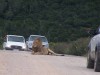 Diese Löwenbegegnung im Addo Elephant Park verewigte Leser Jürgen Klisch mit seiner Kamera. <br>© Jürgen Klisch