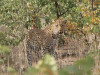 Auf dem Rückweg zum Phalaborwa Gate im Krüger-Nationalpark standen wir Auge in Auge mit diesem Leoparden. Er schien sehr neugierig, aber dennoch zurückhaltend und so konnten wir viele tolle Bilder machen. <br>© Stefanie Schulz 