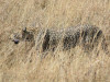 Auf diesem Foto sieht man gut, wieso es so schwierig ist einen Leoparden zu sehen. Gut getarnt streift dieser Leopard durch das trockene Gras der Serengeti.

Stefan Aebi aus Brügg in der Schweiz<br>© Stefan Aebi