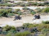 Im Inverdoorn Game Reserve entstand diese Gepardenaufnahme von Andreas Birlenbach. <br>© Andreas Birlenbach