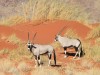 Beim Relaxen in der Wolwedans Dune Lodge/Sesriem haben uns die beiden Oryx-Antilopen
besucht, schrieb uns Andreas Birlenbach, der mit einer Canon EOS 500D fotografiert. <br>© Andreas Birlenbach