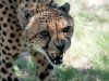 Marc Spinner aus Eichstetten gelang diese Aufnahme eines Geparden, der im Krüger-Park seine Jagdbeute bewacht. <br>© Marc Spinner