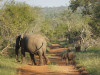 Auf einem geführten Game Drive im Makalali Game Reserve begegneten wir einer Elefantenherde mit vielen jungen Elefanten. Dieses Elefantenkalb war allerdings das Kleinste. Wir waren direkt verliebt in den kleinen Elefanten. 

Florian Fordemann & Stefanie Schulz <br>© Stefanie Schulz