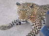 Dieser junge Leopard machte eine Pause hinter unserem Wagen. Er hat mehrfach vergeblich versucht einen Strauß zu bewegen. Mal zog er am Hals dann wieder an den Beinen. Das war schon sehr amüsant zu beobachten. 

Gabriele v. Stösser <br>© Gabriele v. Stösser