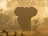 Bernd Deifuss aus Dänemark schickte uns diese Aufnahme aus dem Krüger-Park. <br>© Bernd Deifuss