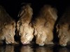Bei der Abendpirsch in einem privaten Wildreservat am Krüger National Park wurde dieses Foto mit einer Lumix Panasonic DMC-TZ4 geschossen. Kurz darauf verfolgten die Löwen eine Gruppe Büffel, schrieb Leser Thomas Kruse. <br>© Thomas Kruse