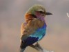 Der Chobe Nationalpark in Botswana ist ein Hotspot für Birding-Fans. Leser Michael Demeter hielt eine Gabelracke im Abendlicht fest. <br>© Michael Demeter