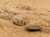 Joachim Herder: Begegnung in der Wüste Namib bei Swakopmund. <br>© Joachim Herder