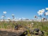 Harald Braun schoss diese Aufnahme mit einer Nikon D3s. Sie zeigt eine Grille in einer Blumenwiese in der Nähe des Köcherbaumwaldes in Namibia.<br>© Harald Braun
