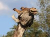 Küss mich, scheint diese Giraffe zu sagen. Eine Aufnahme von Birgit und Jens Wirth entstand in der Waterberg-Region. <br>© Birgit und Jens Wirth